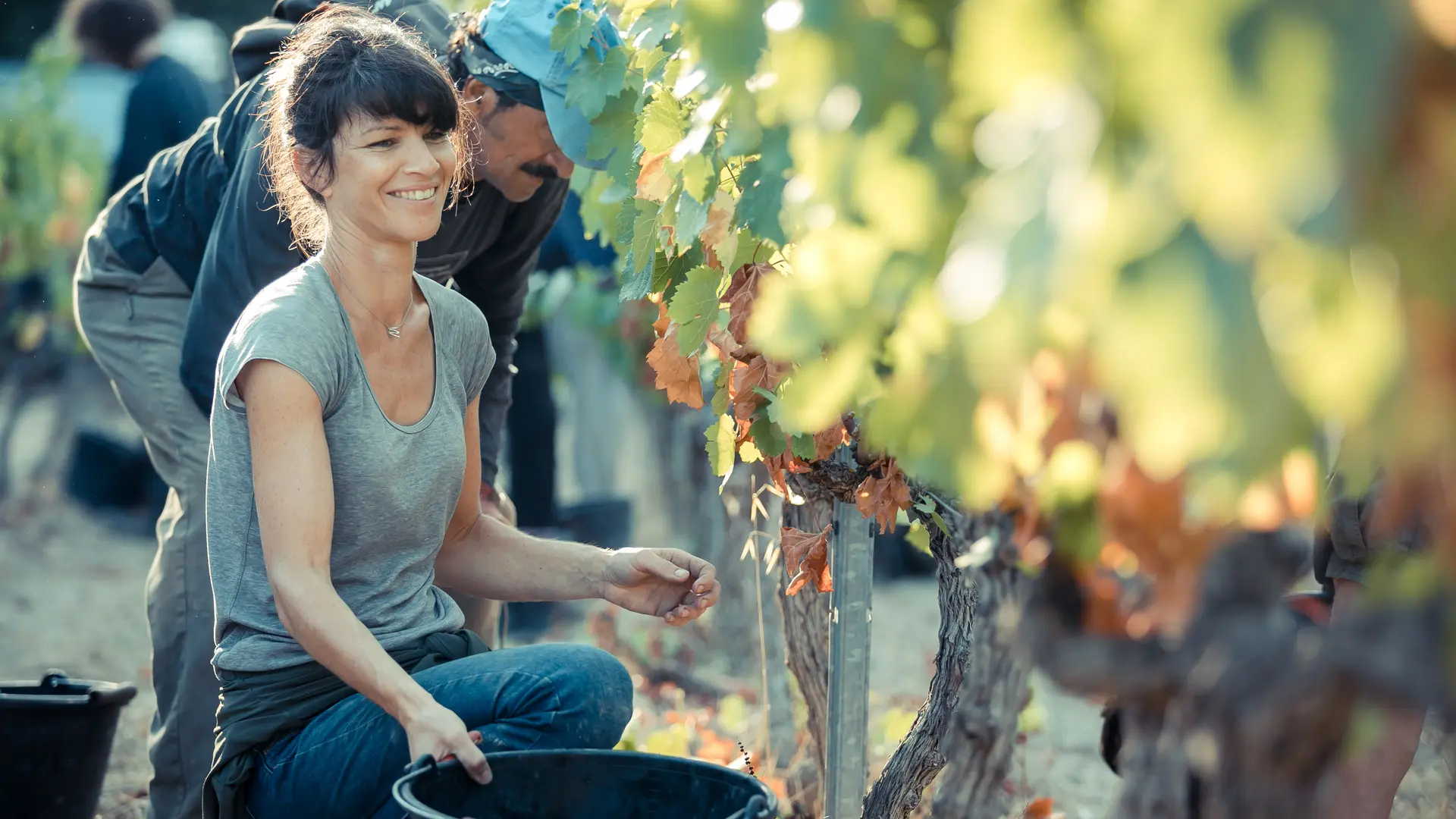 Les vignobles Gueissard