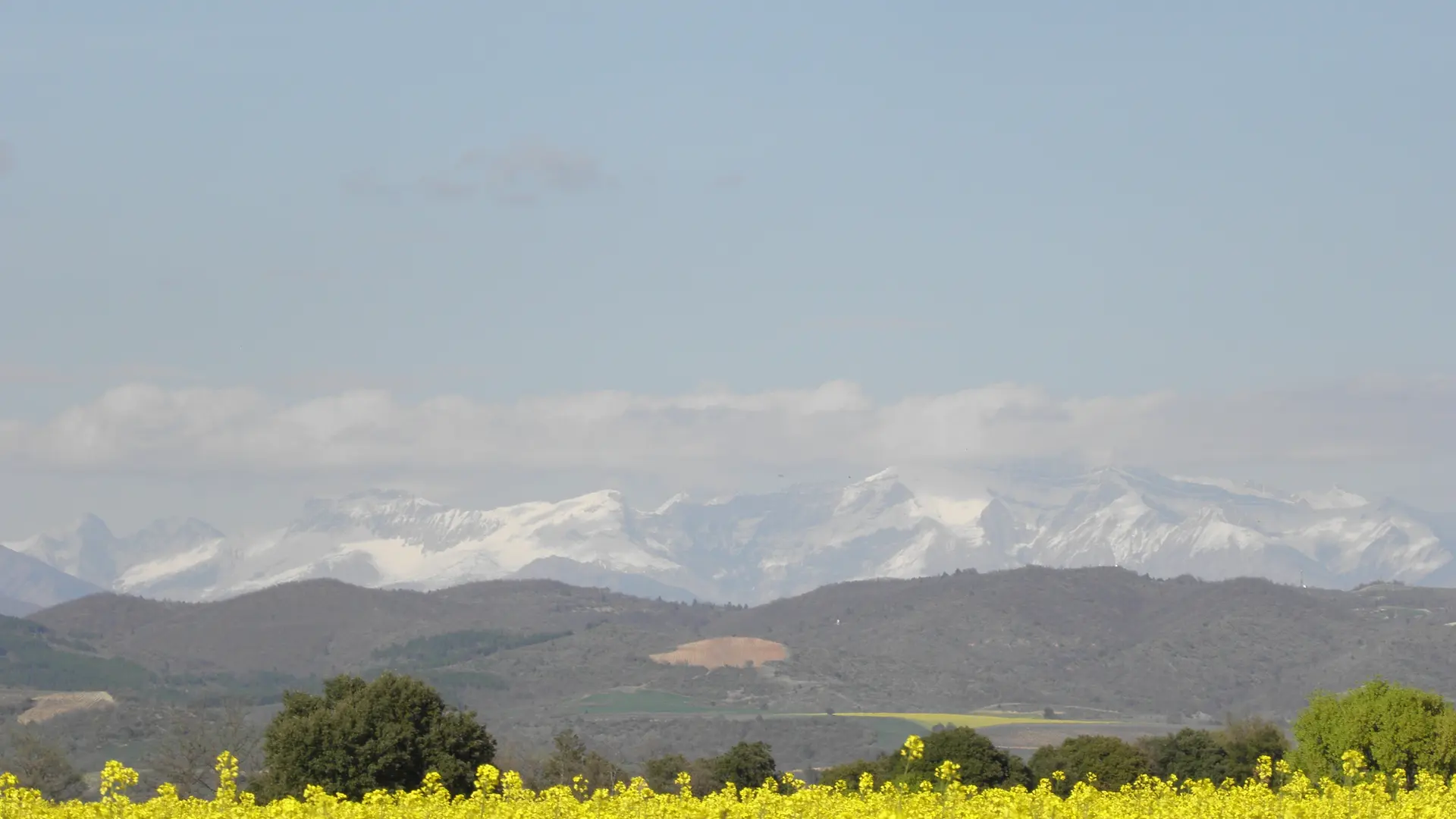 Champs de colza et montagnes enneigées sur le plateau du Castellet