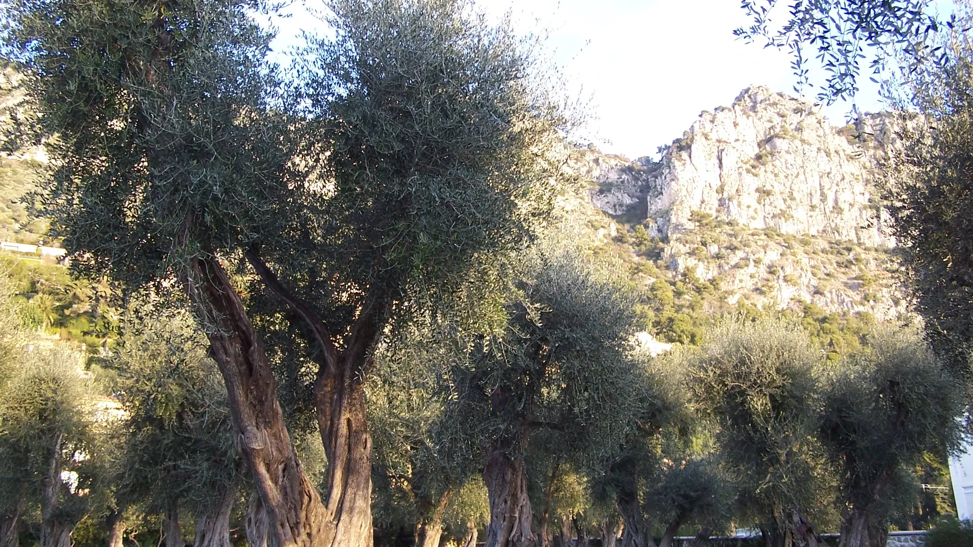 Jardin de l'Olivaie