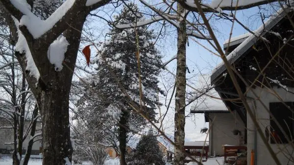 Les arbres sous la neige