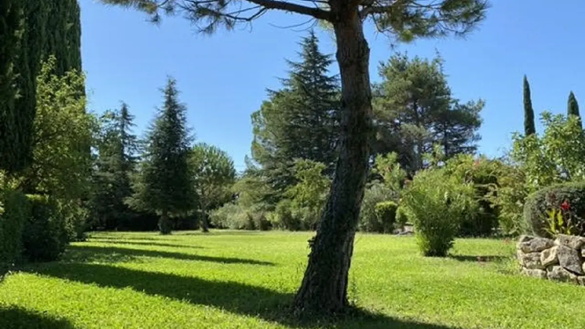 La pelouse et son pin parasol