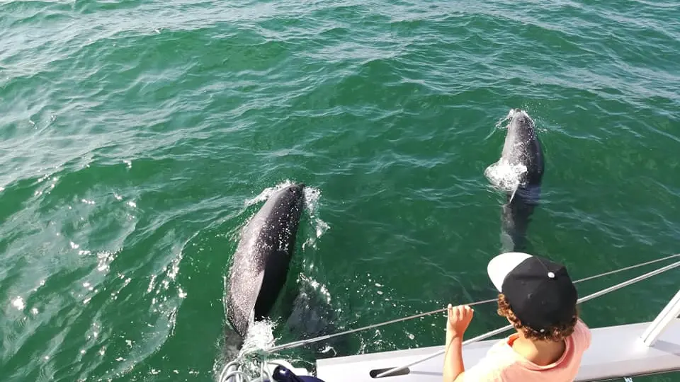 Delfinbeobachtung von der Dream'On