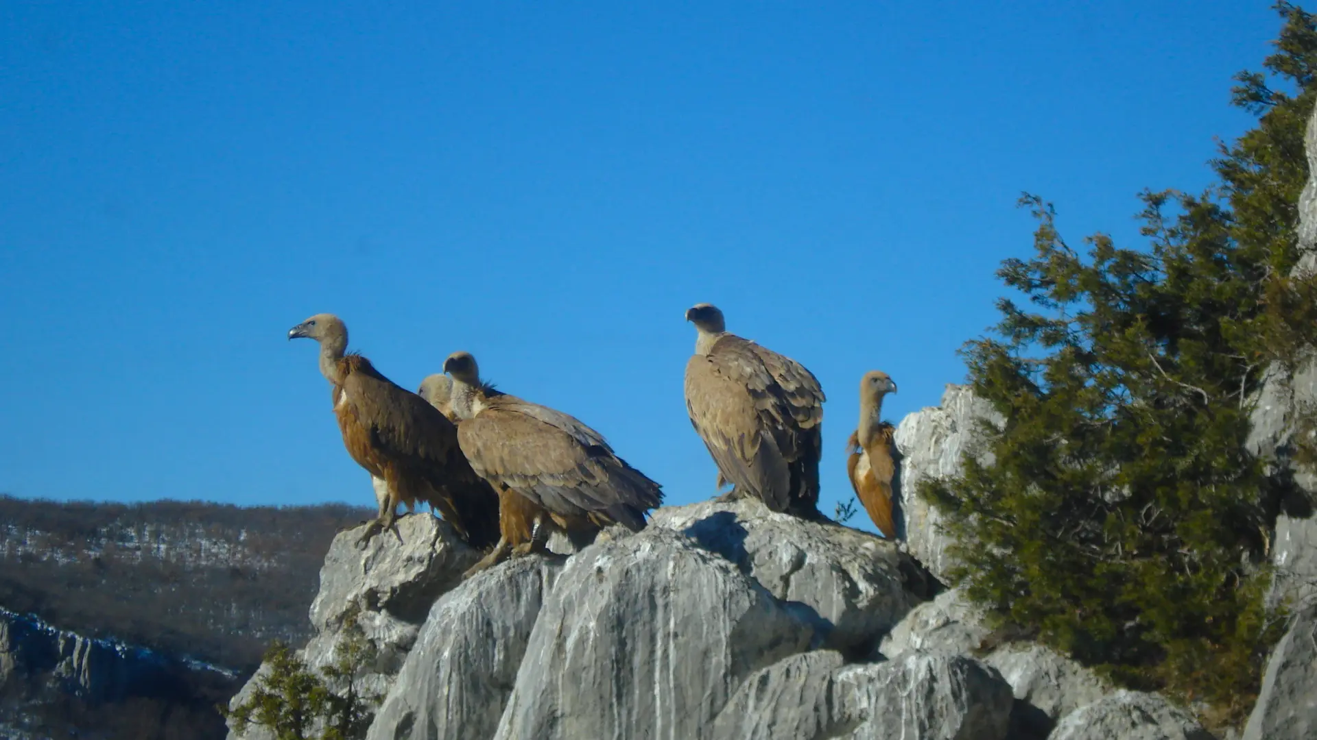 Route des Crêtes-Vautours
