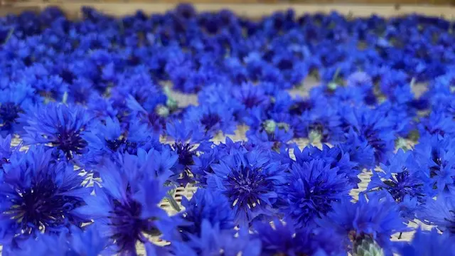 Séchage des bleuets