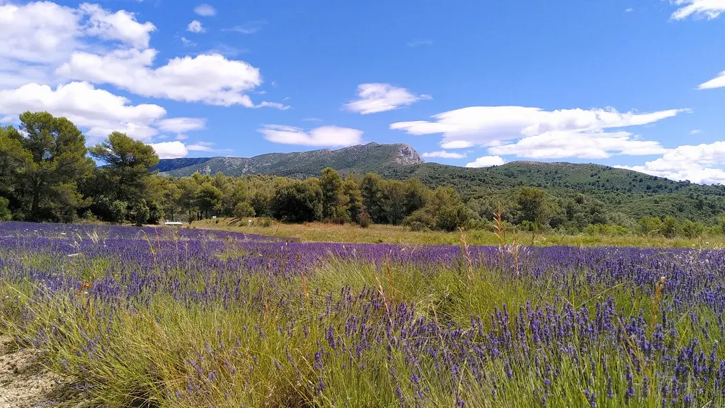 vue sur la Sainte Victoire depuis l'entrée de la Jonquière