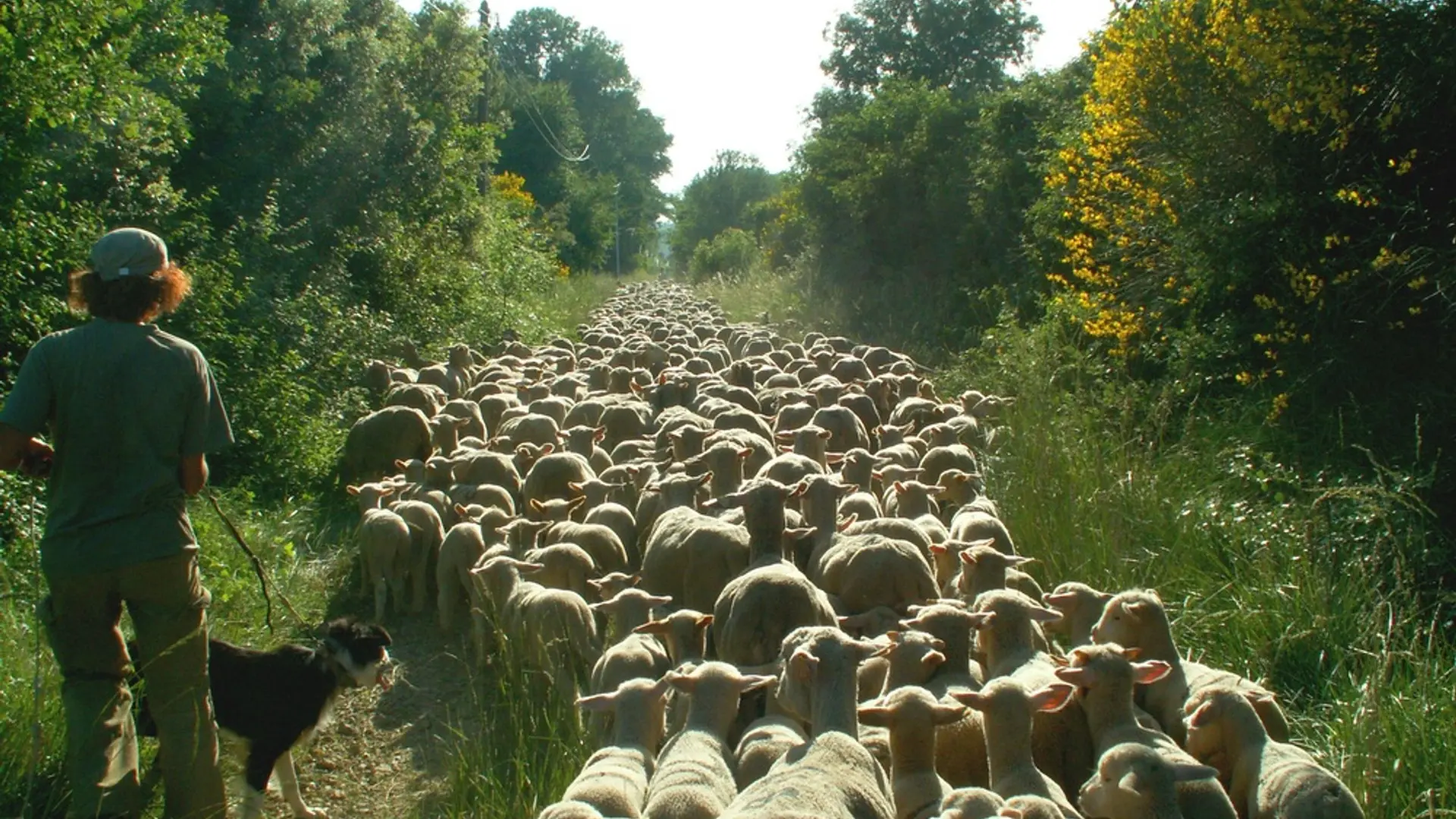 Sur les drailles de Provence