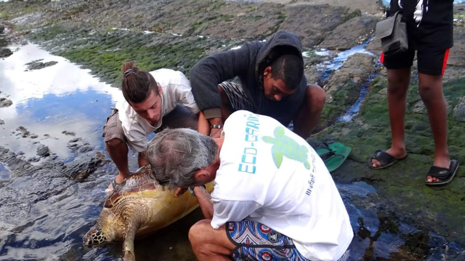 Les bénévoles aidant une tortues