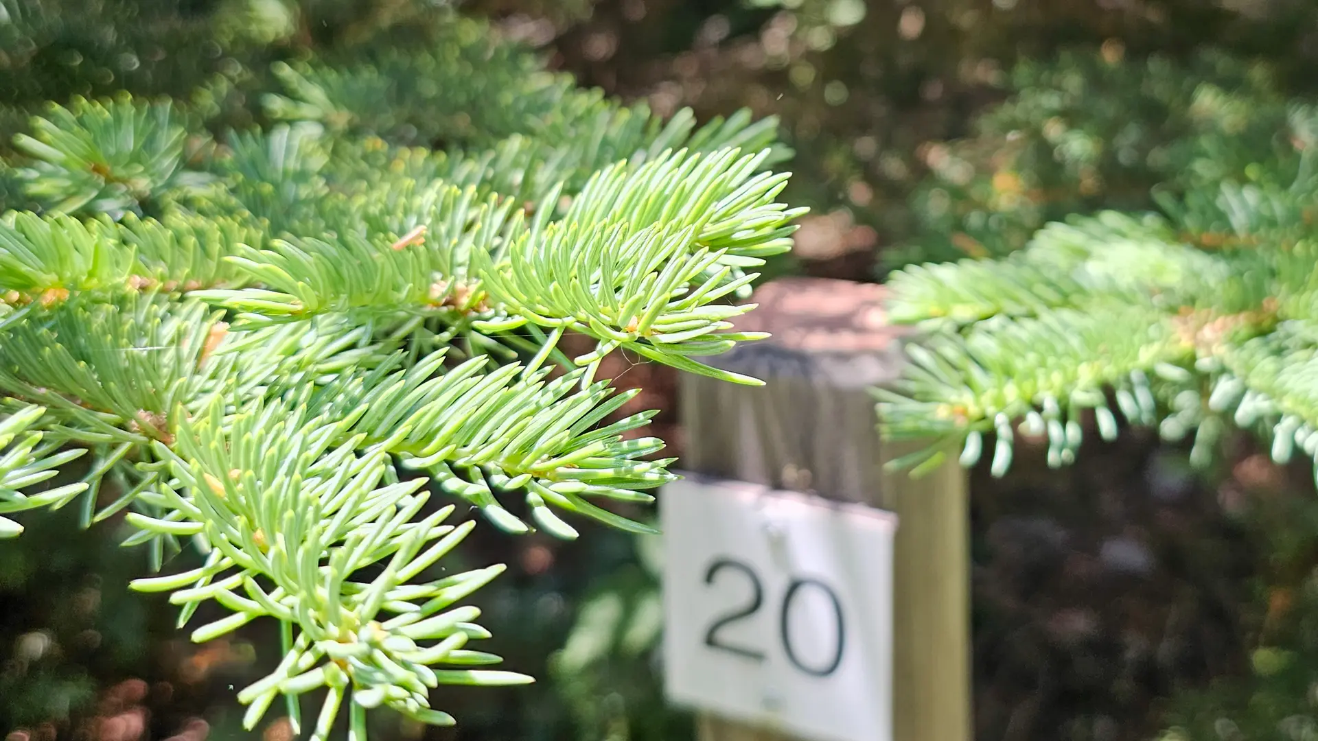 Sentier botanique de Cervières