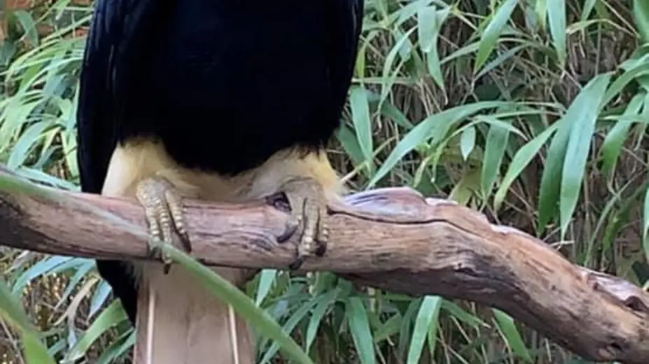 Les oiseaux exotiques au Jardin Zoologique Tropical à La Londe les Maures