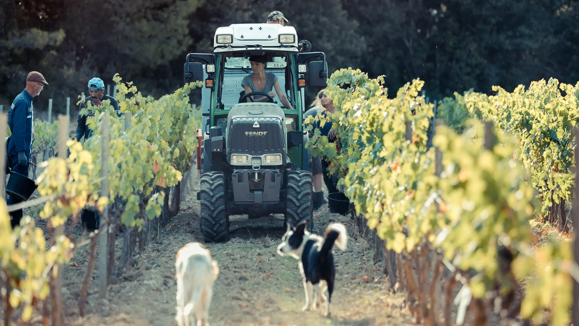 Les vignobles Gueissard