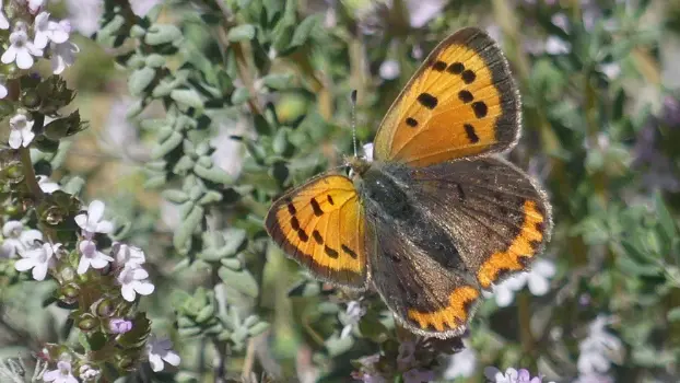 Savante Nature : Balade Nature sur les insectes à Cadenet_Cadenet
