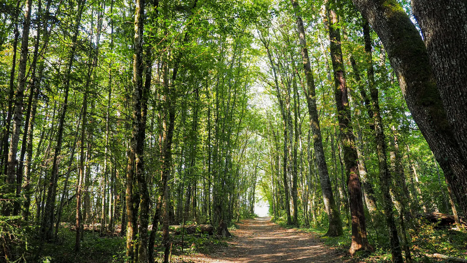 Chemin dans la forêt