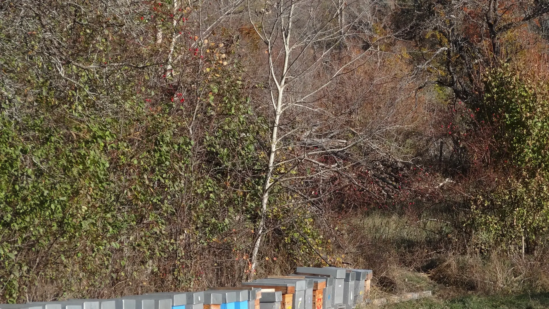 Miellerie de l'Oseraie