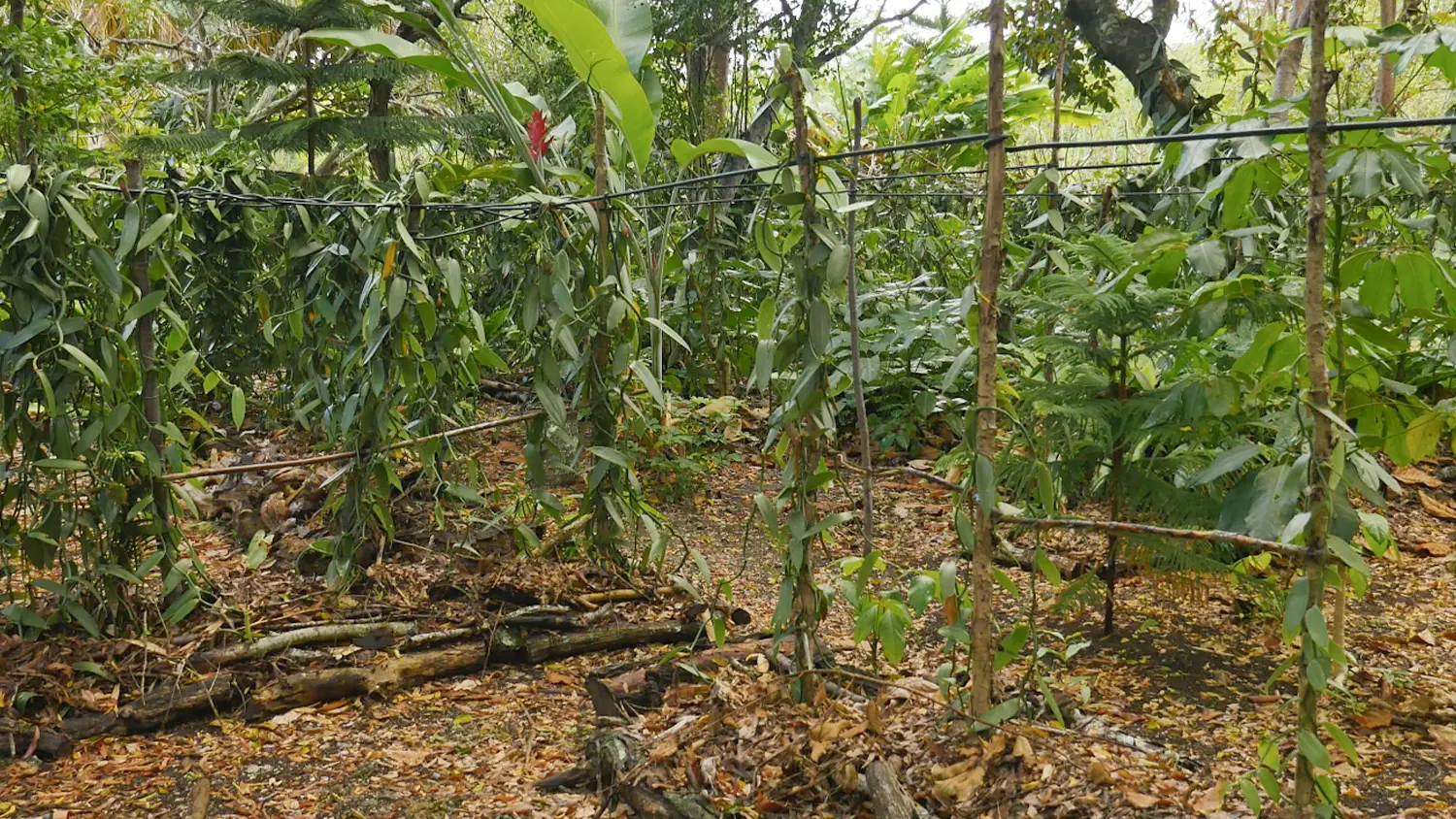 Vanilla plantation