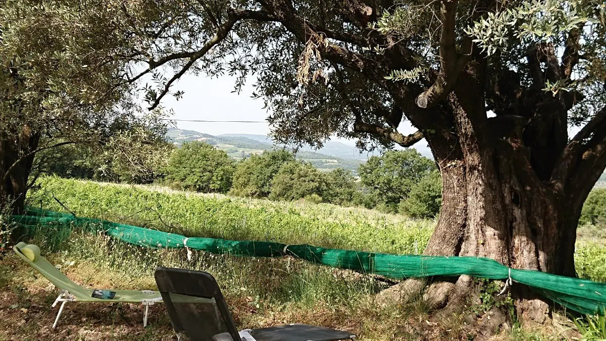 Domaine du Chêne Vert - Gîte L'Olivier - Jardinet