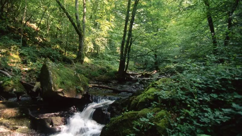 Le Sichon à Ferrières-sur-Sichon