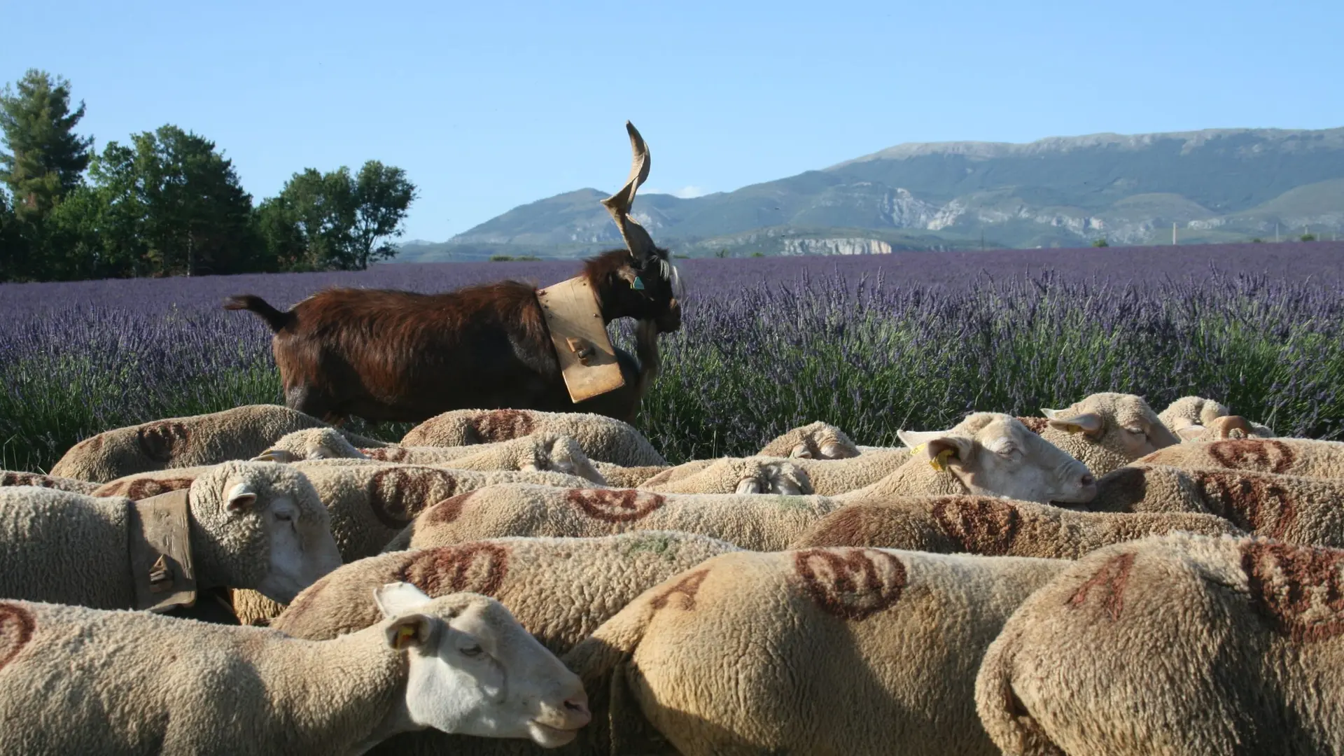 Sur le plateau de Valensole
