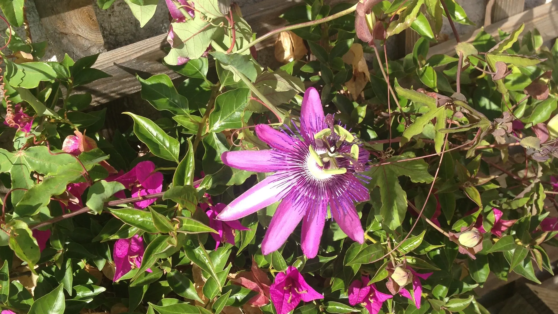 Le jardin chambre d'hôtes La Passiflore