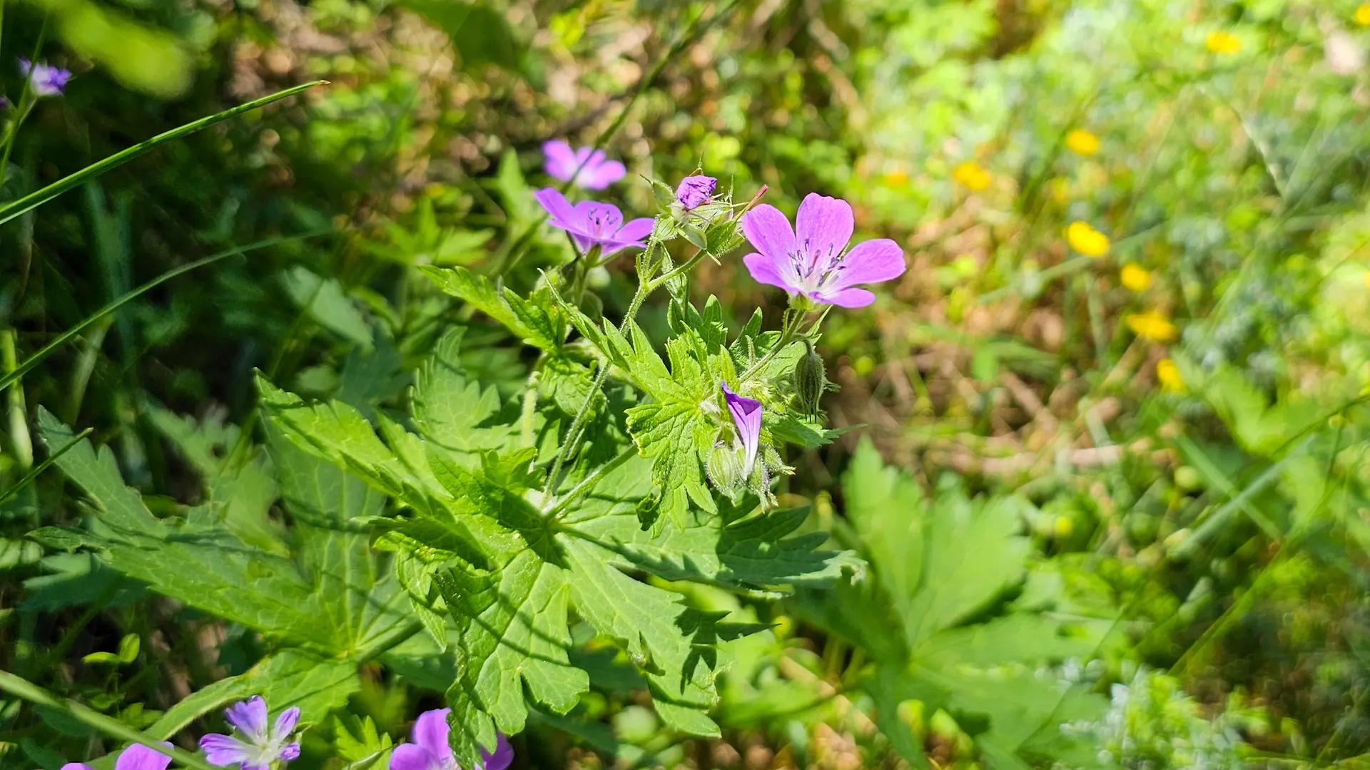Sentier botanique de Cervières