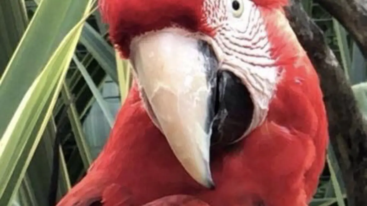 Les oiseaux exotiques au Jardin Zoologique Tropical à La Londe les Maures