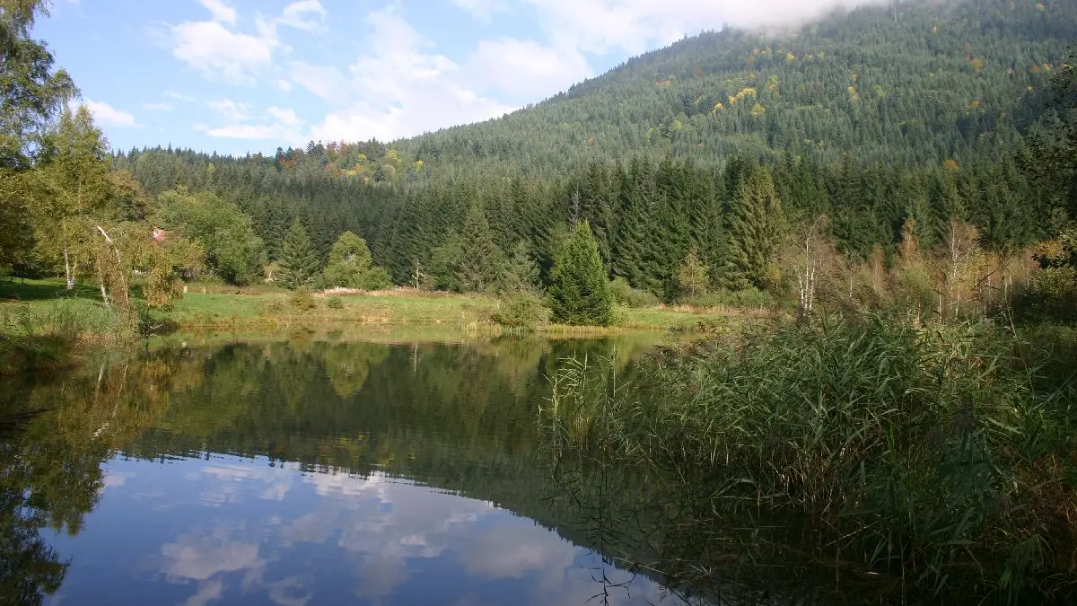 L'image montre un lac calme entouré d'arbres. En arrière-plan, on peut voir une colline boisée.