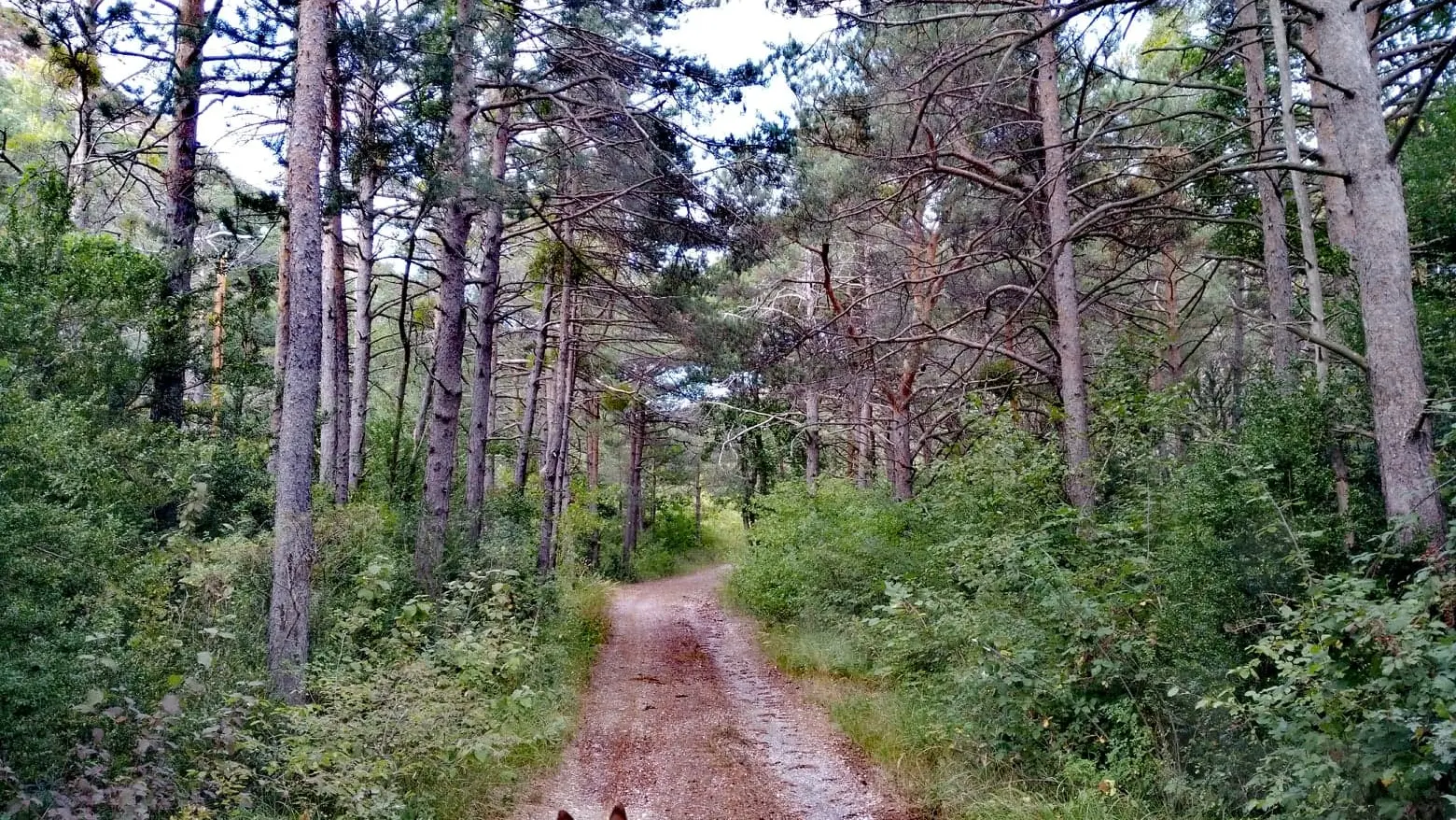 Source de la Bergère