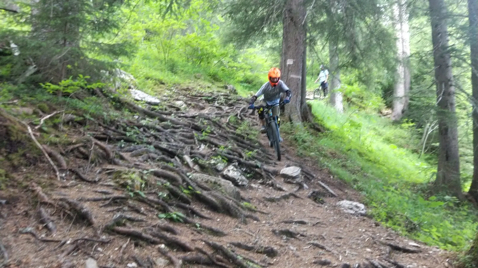 Enduro VTT racines