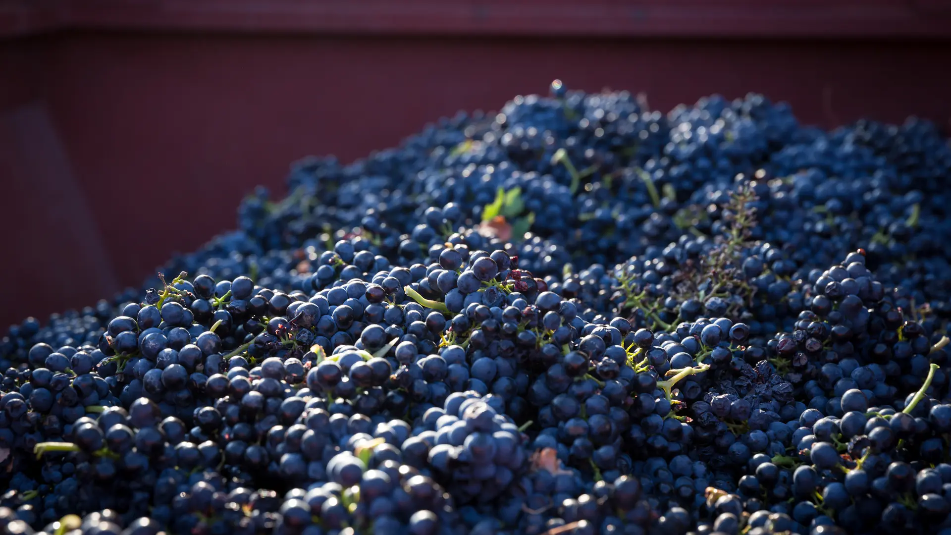 Vendanges la Croix des Pins