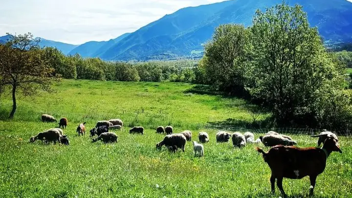 Chèvres et moutons au pré