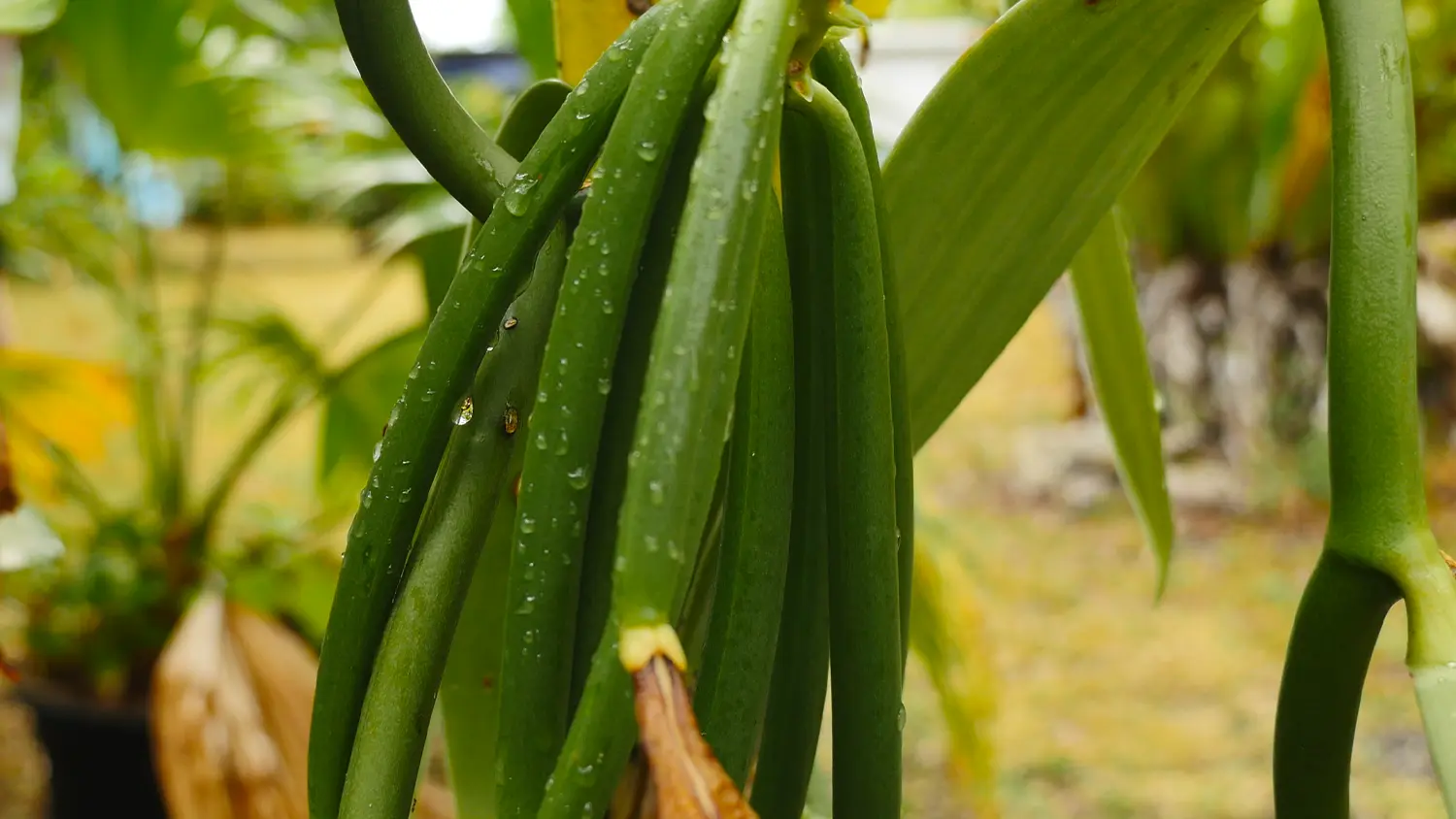 Vanilla pods