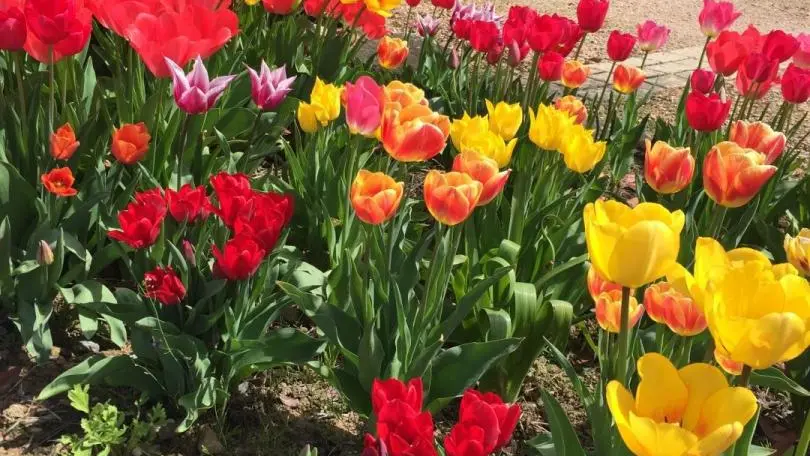 Printemps à LURCY
