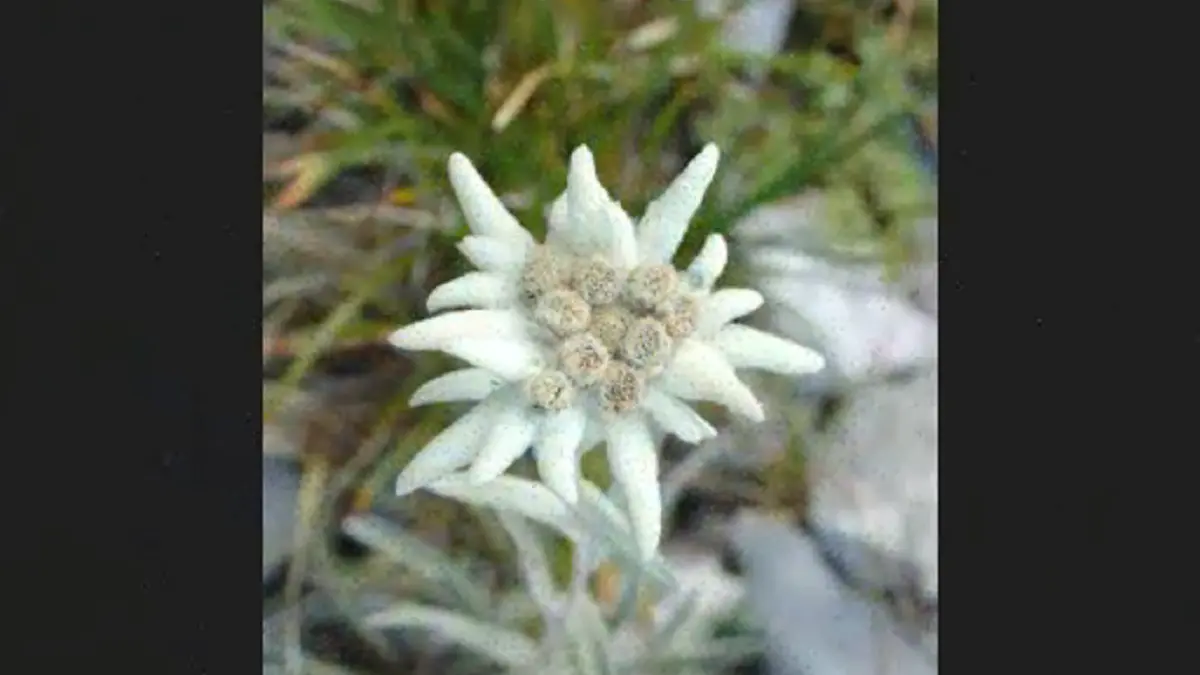 Edelweiss flower