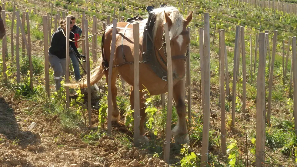 Domaine du Chêne Vert - Gîte L'Olivier - Abri voiture