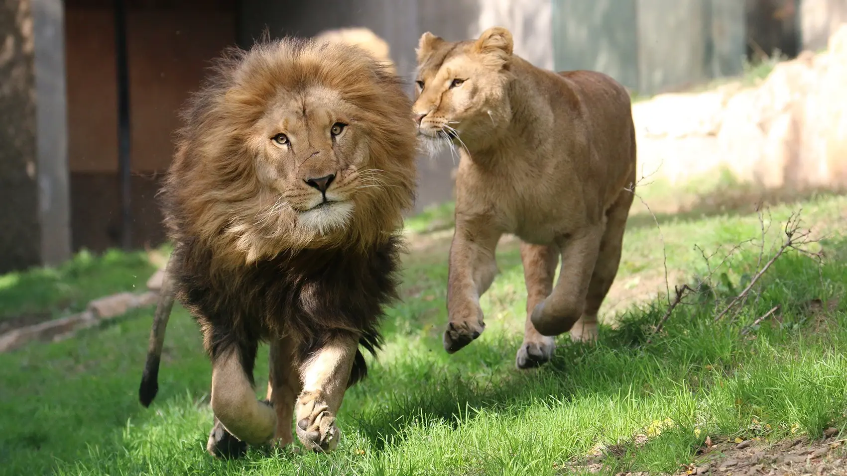 Lions