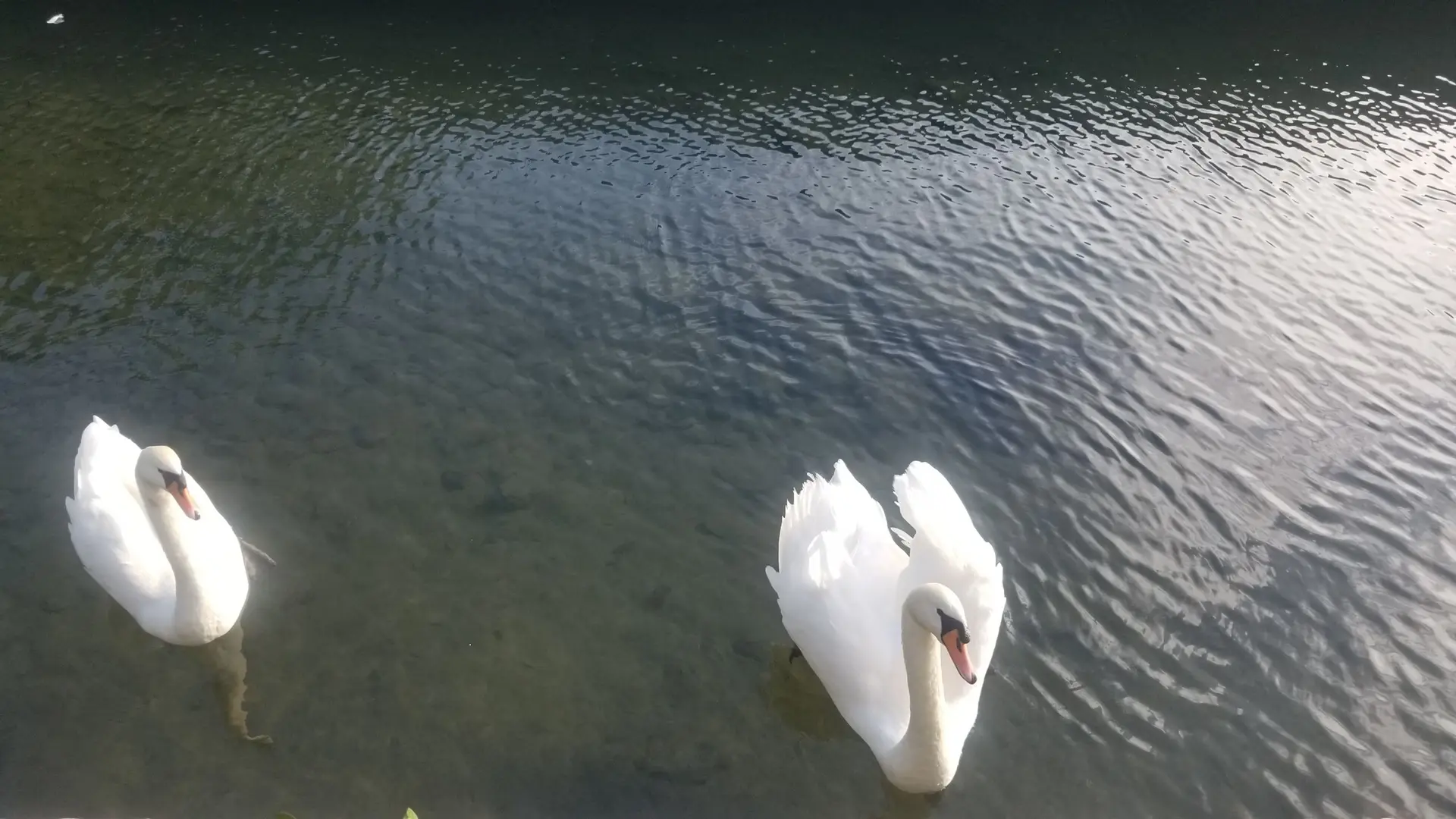 Les cygnes de l'abbaye de Beaulieu.