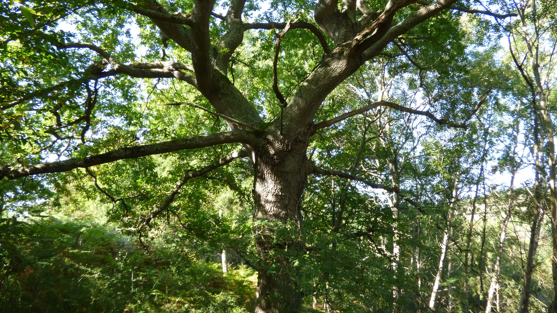 Arbre séculaire