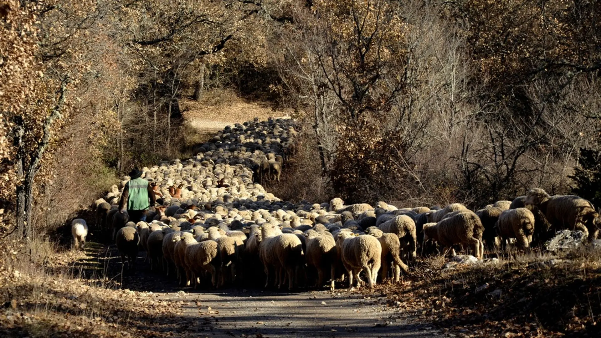 Transhumance dans le Haut-Var