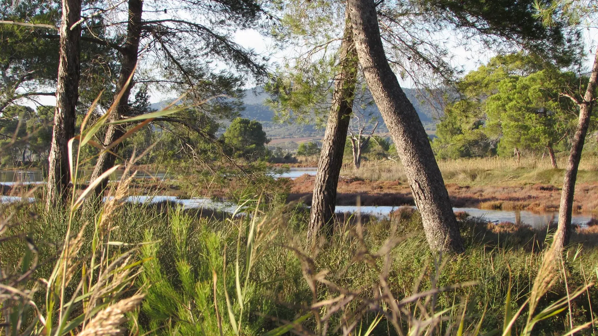 Espace naturel pinède du Pastidon