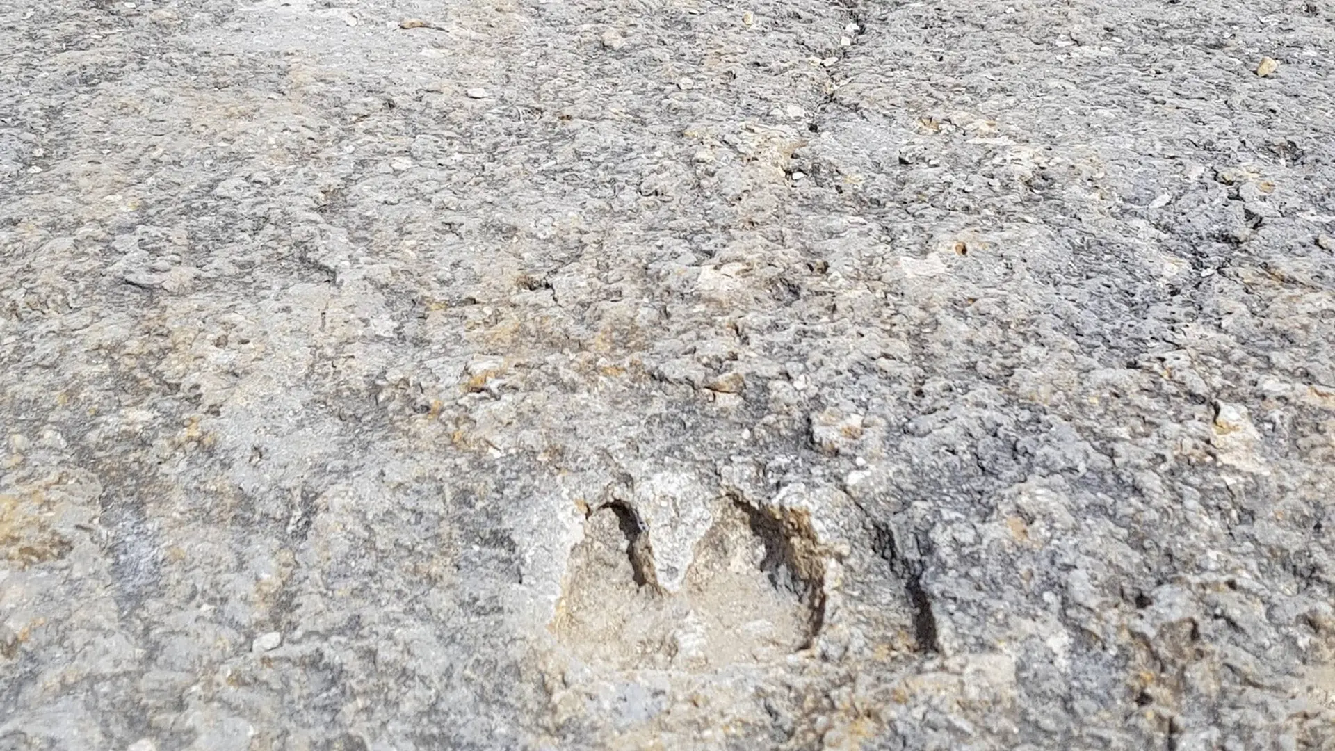 Empreintes fossilisées