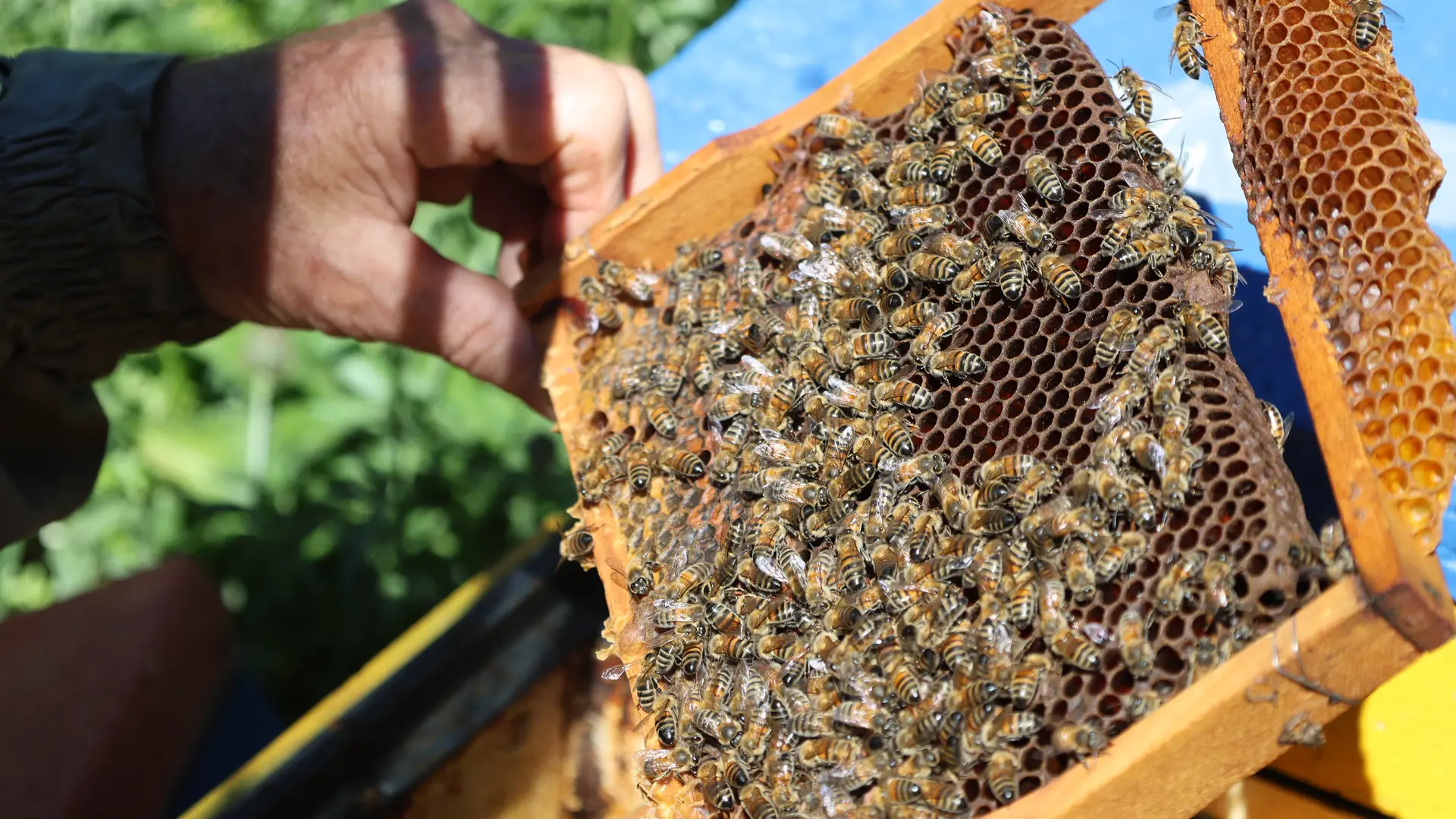 Jacques Bordet élève ses essaims d'abeilles
