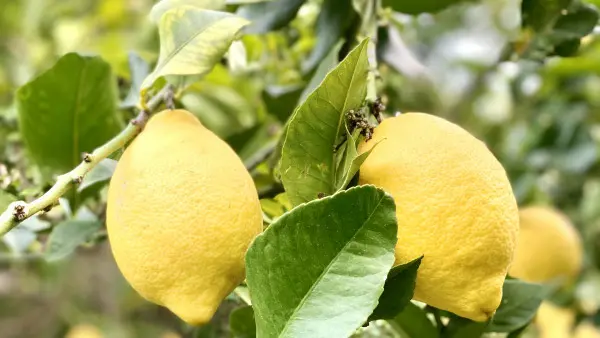 Visite guidée et déjeuner à la Ferme des Citrons Menton