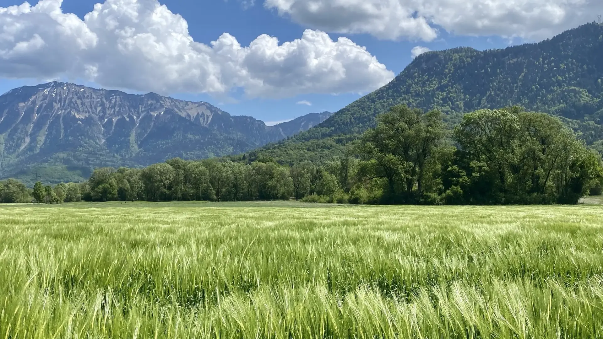 Champ de Blé Giez