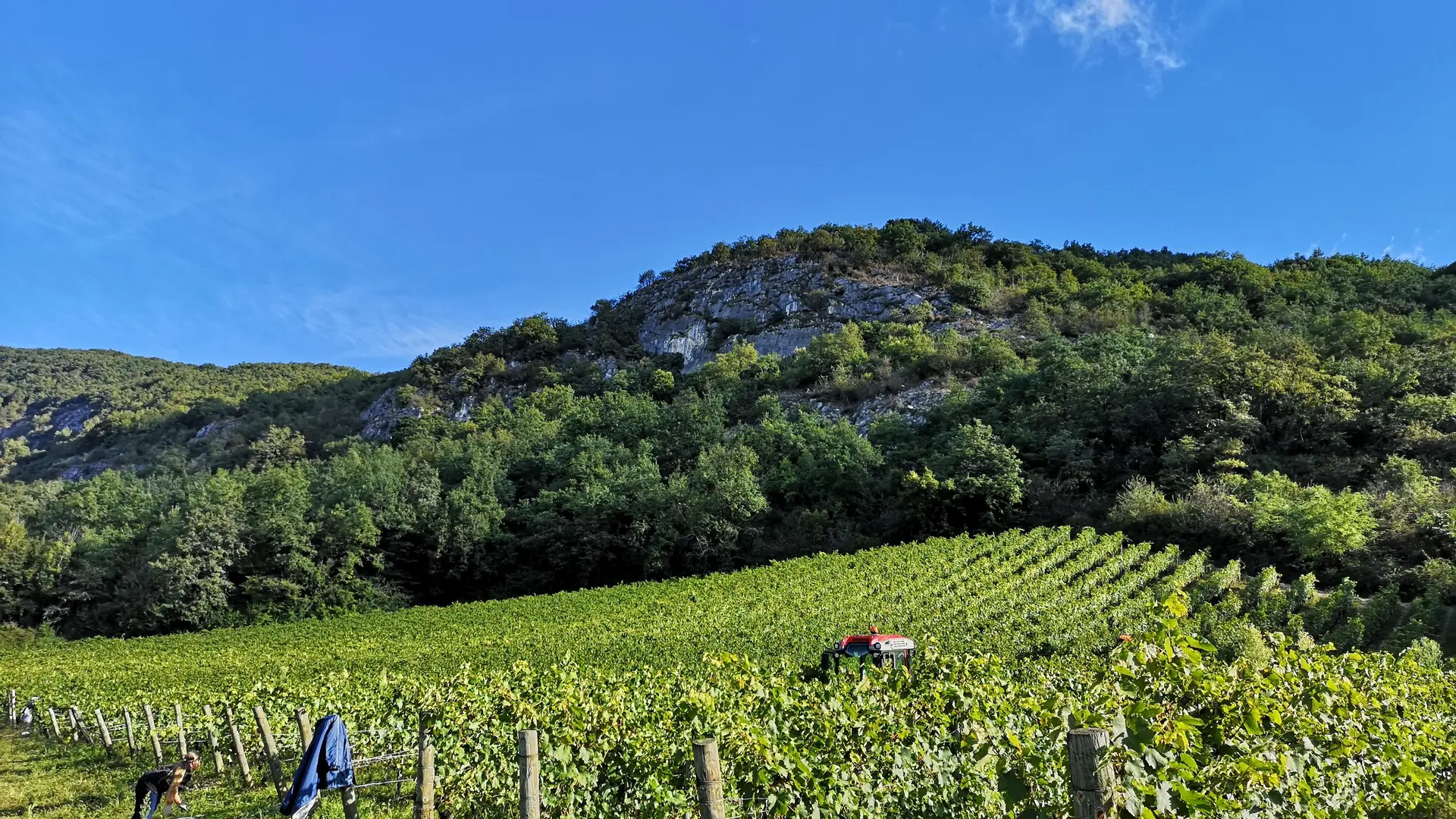 Vendanges des vignes d'Altesse.