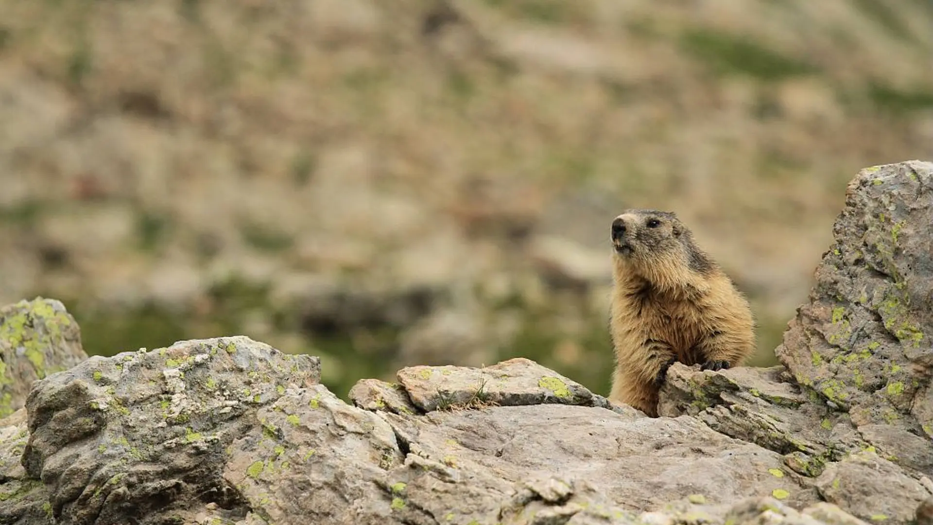 Marmotte aux aguets