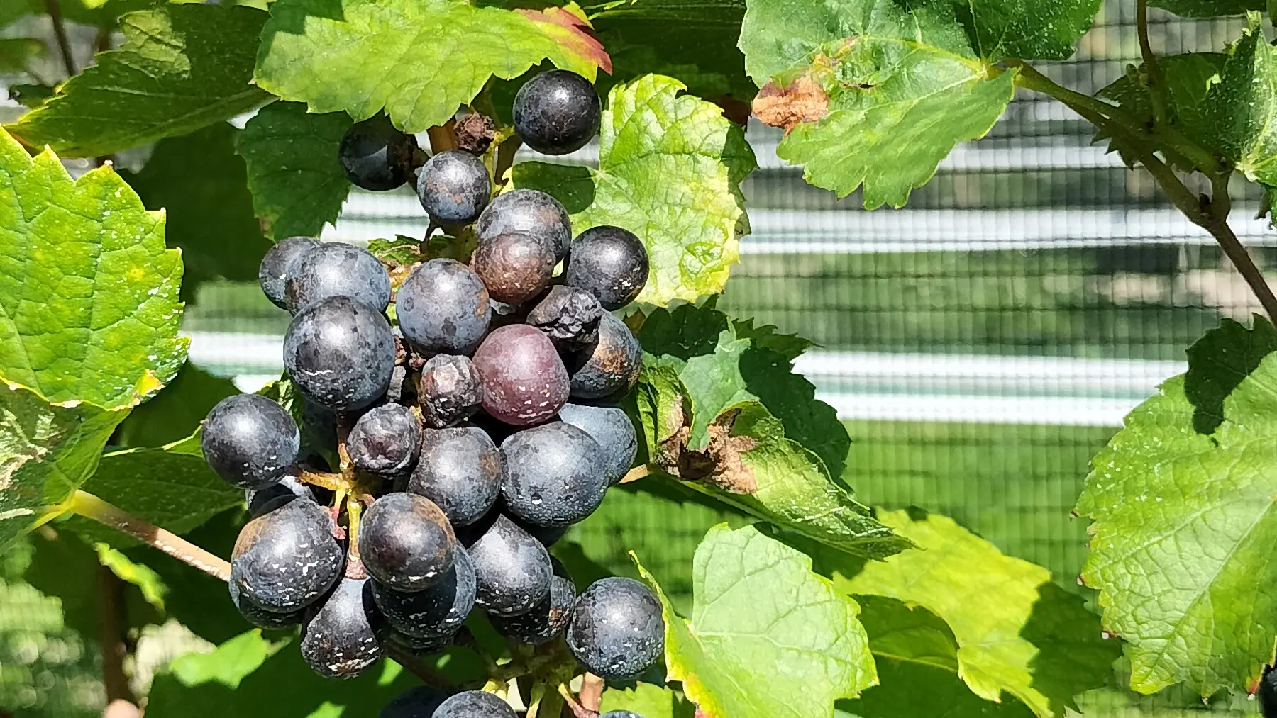 CEPAGE PINOT NOIR