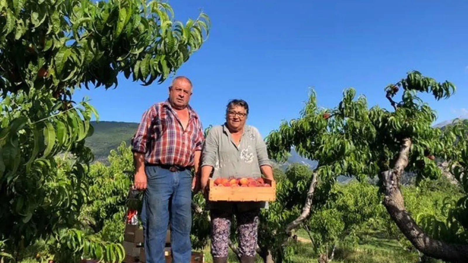 Récolte de pêche chez le producteur