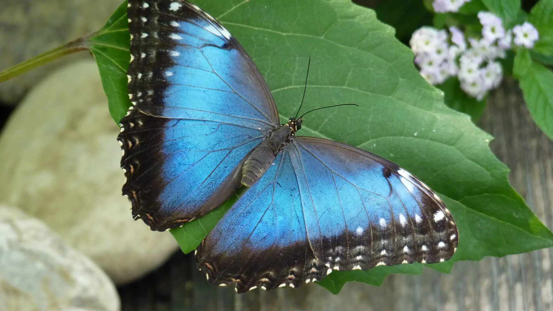 Morphos