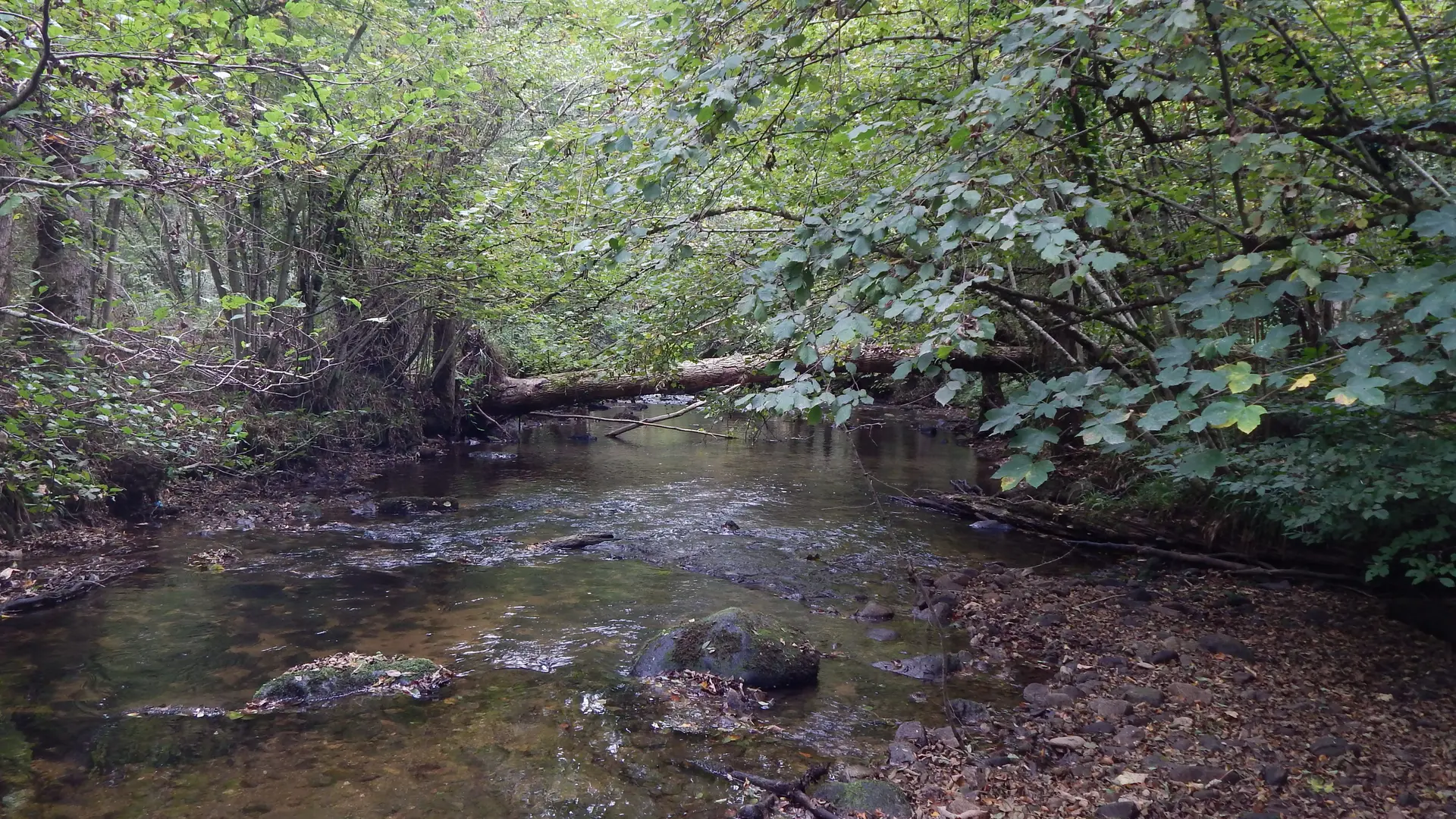 Mudita - Entre eaux et forêts