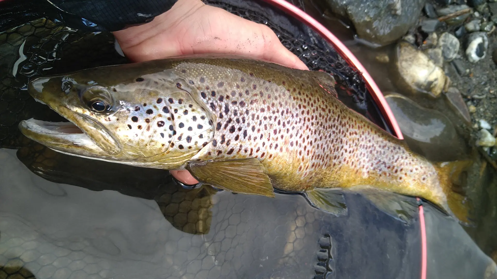 grande truite prise en grande rivière