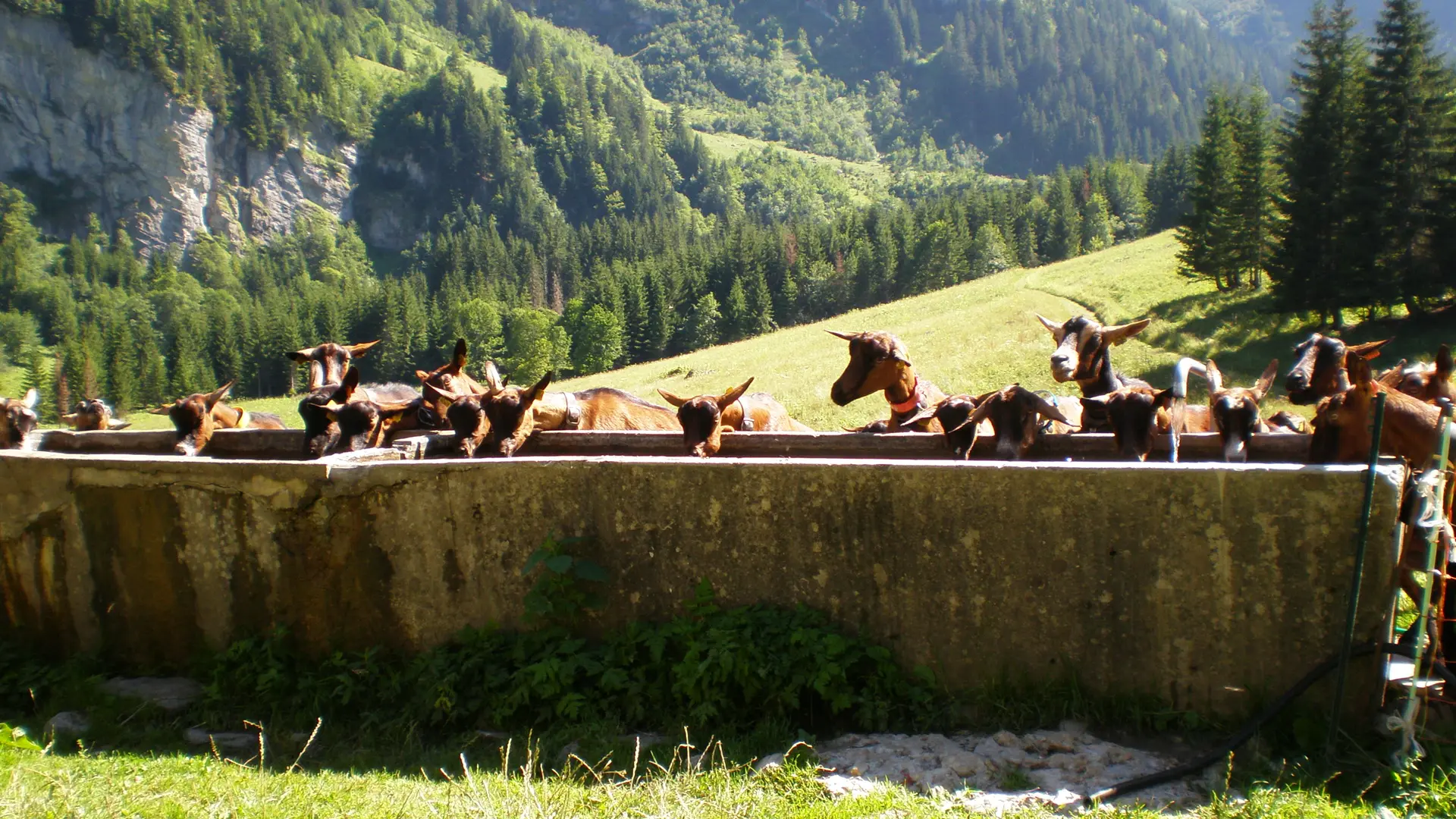 à l'abreuvoir !